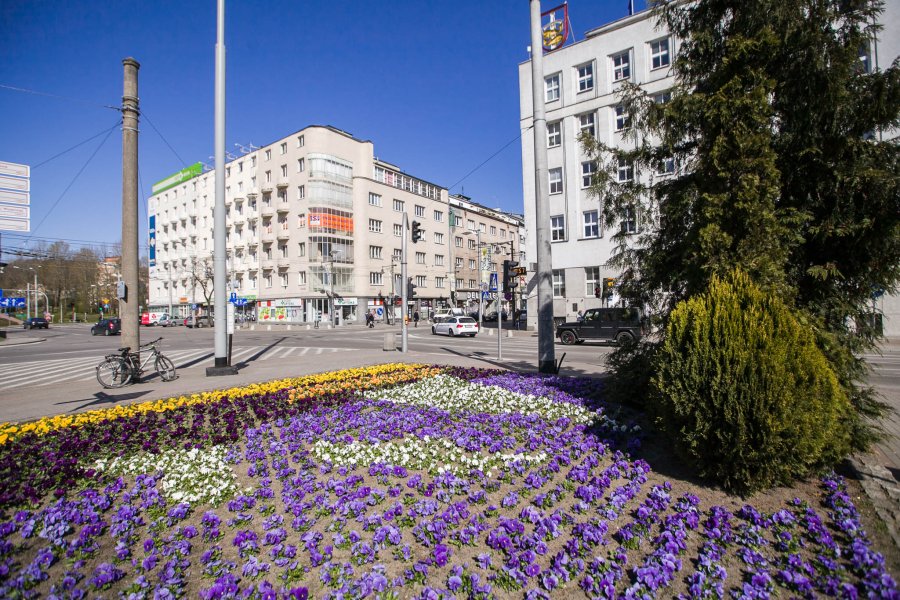 Bratki przed Urzędem Miasta