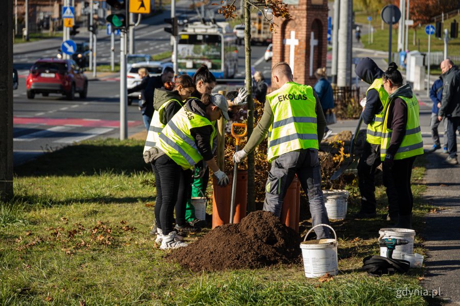 Nasadzenia nowych drzew przy ul. Wielkopolskiej i ul. Chwaszczyńskiej (fot. Kamil Złoch)