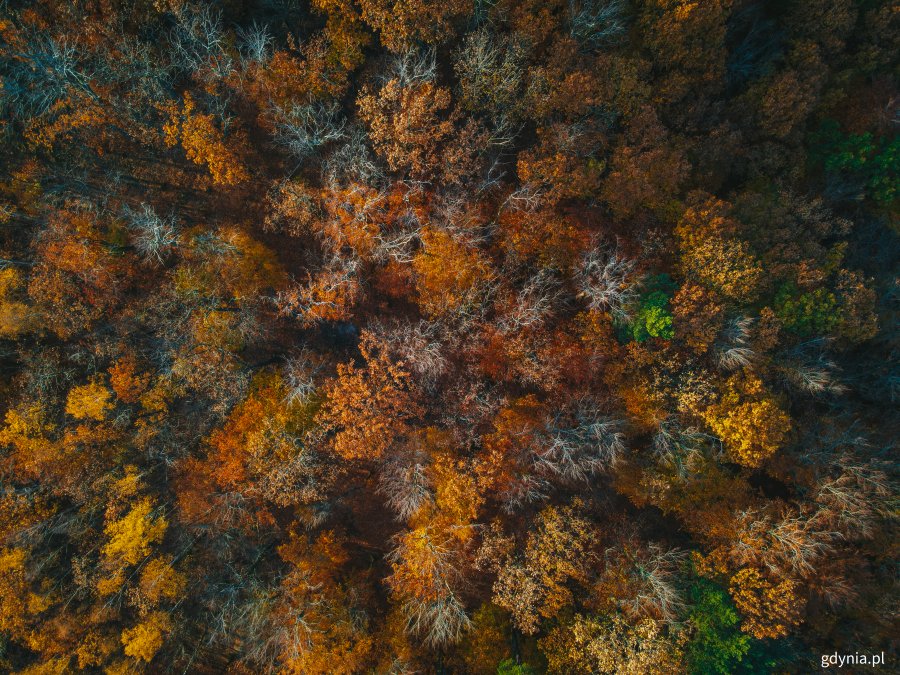Na zdjęciu las widziany z lotu ptaka // fot. Marcin Mielewski
