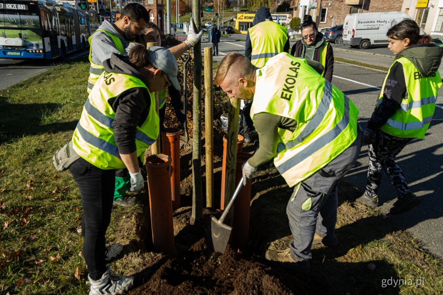 Nasadzenia nowych drzew przy ul. Wielkopolskiej i ul. Chwaszczyńskiej (fot. Kamil Złoch)