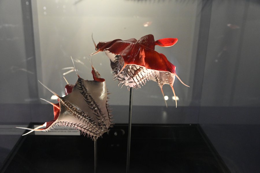 Wystawa "Tajemnice Głębin" w Centrum Nauki Experyment