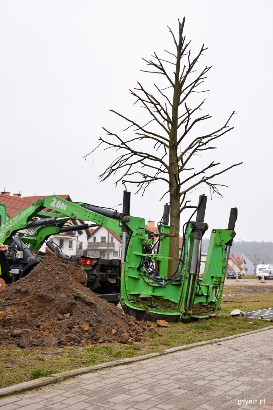 Przesadzone drzewa staną się elementem powstającego parku // fot. Paweł Kukla