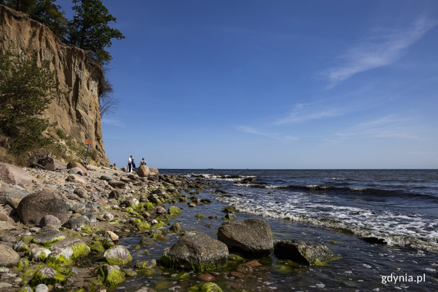 Plaża w Orłowie. Widok z żabiej perspektywy, na pierwszym planie porośnięte zielonymi glonami kamienie, po prawej pieniące się morze, po lewej w tle porośnięty drzewami Klif Orłowski, pod którym pozuje do zdjęć para ślubna. Fot, Przemysław Kozłowski