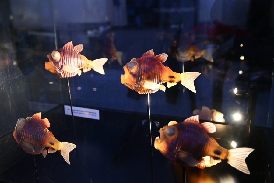 Wystawa "Tajemnice Głębin" w Centrum Nauki Experyment