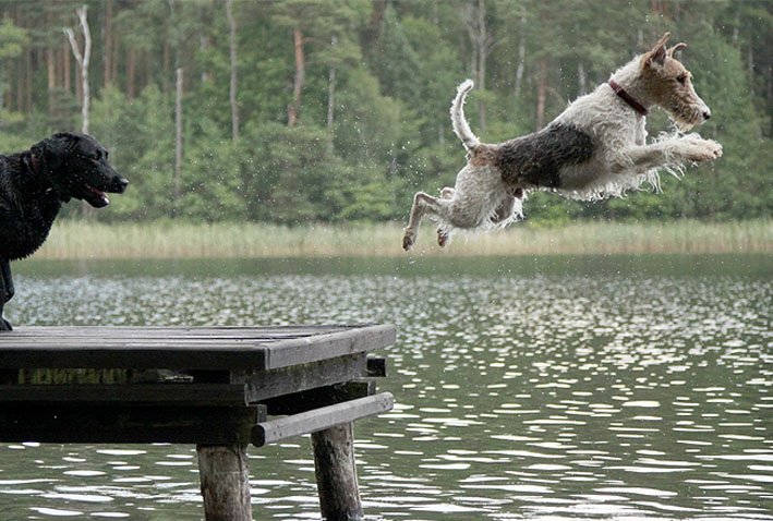 pies skaczący z pomostu do wody