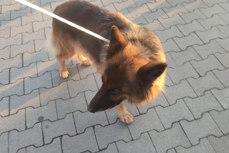 Brązowy owczarek stojący na chodniku