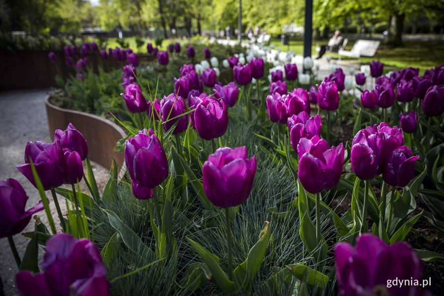 Tulipany w ogrodzie sensorycznym Parku Centralnego. Fot. Przemysław Kozłowski