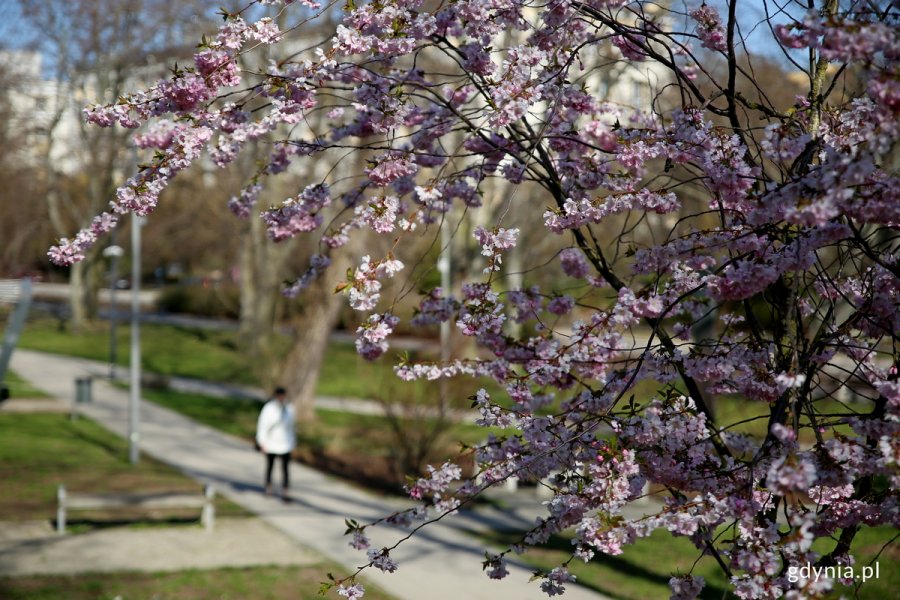Kwiaty na drzewie owocowym, w tle kobieta spaceruje w parku.