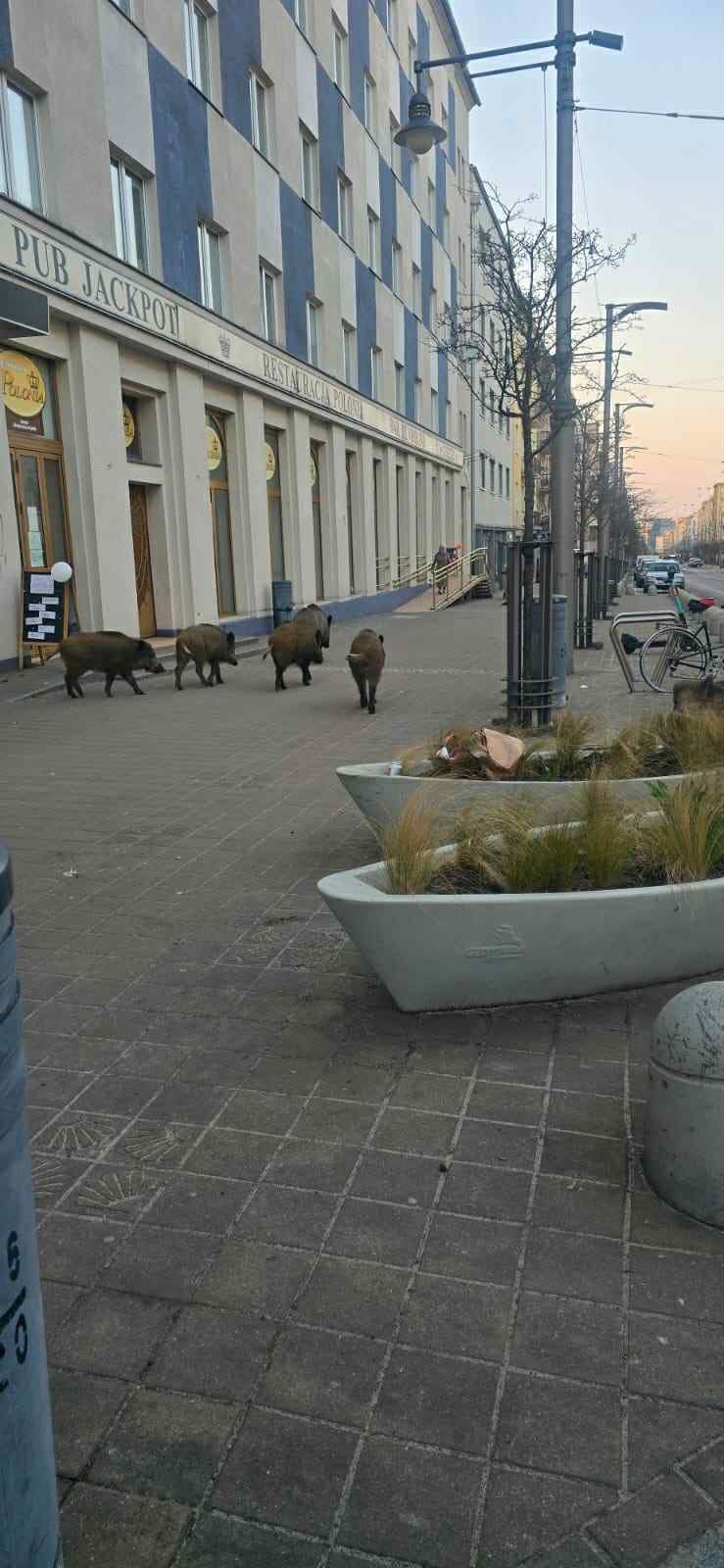 Dziki na ul. Świętojańskiej (fot. mat. pras. UM Gdyni)