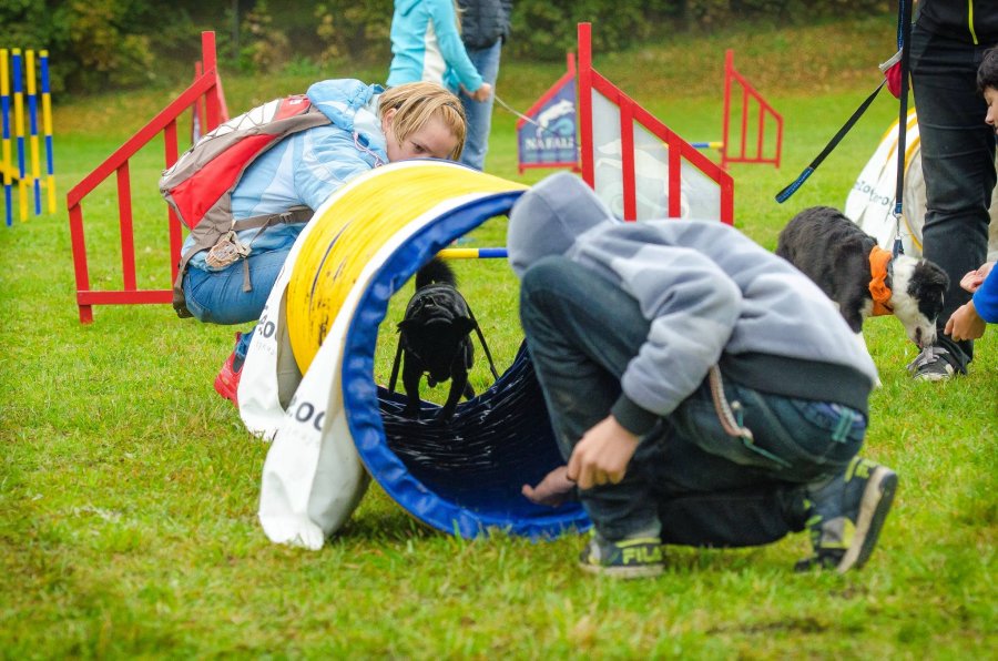 Psie Fikołki 11.10.2014