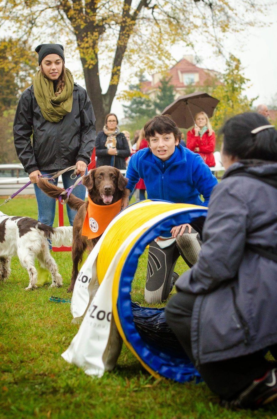 Psie Fikołki 11.10.2014