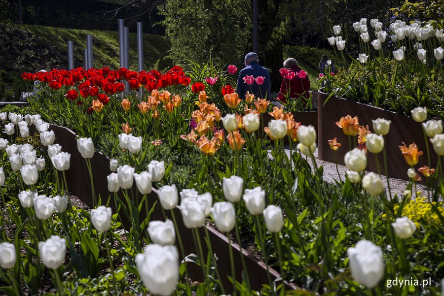 Tulipany w ogrodzie sensorycznym Parku Centralnego. Fot. Przemysław Kozłowski
