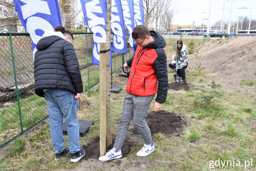 Dwoje uczniów przy posadzonym drzewie ubija ziemię stopami, po lewej uczeń tyłem w dżinsach i granatowej kurstce, po prawej ustawiony bokiem w czarno-czerownej kurtce, w tle żagle z logiem Gdyni, zielone ogrodzenie, oraz uczennica ze szpadlem // fot. Magdalena Śliżewska