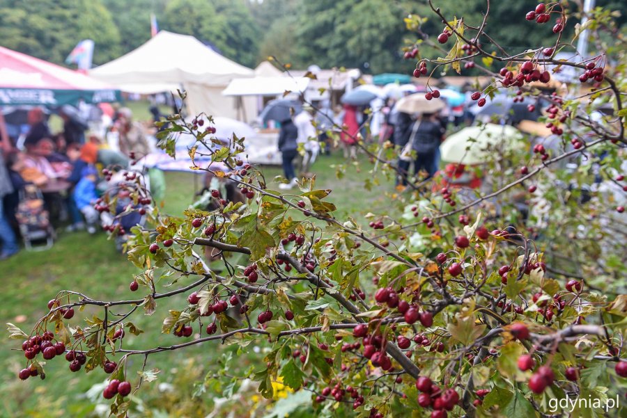 Piknik i targi „Dary Ziemi” w Gdyni // fot. Przemek Świderski