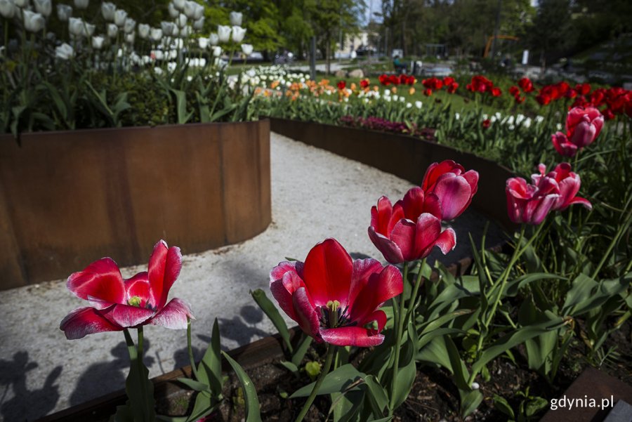 Tulipany w ogrodzie sensorycznym Parku Centralnego. Fot. Przemysław Kozłowski
