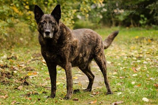 Bamber jest już w swoim długo wyczekiwanym domu. Fot. OTOZ Animals Schronisko Ciapkowo