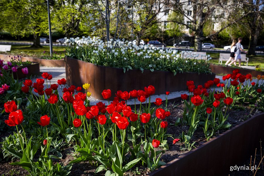 Tulipany w Parku Centralnym. Fot. Przemysław Kozłowski