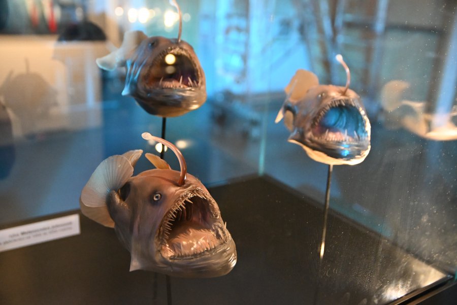 Wystawa "Tajemnice Głębin" w Centrum Nauki Experyment