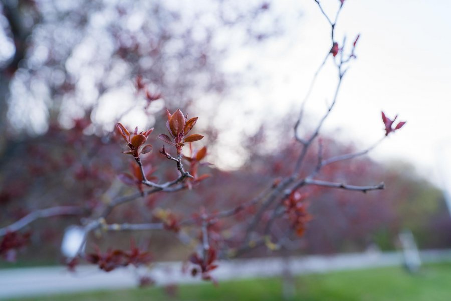 Wiosenne kwiaty w Gdyni