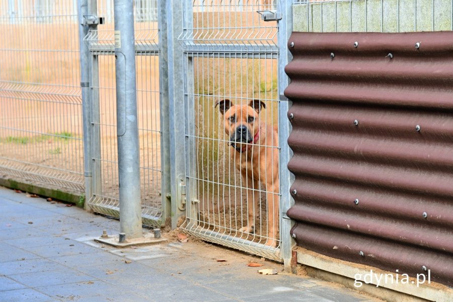 Jeden z psich podopiecznych „Ciapkowa” na wybiegu zewnętrznym przed boksem