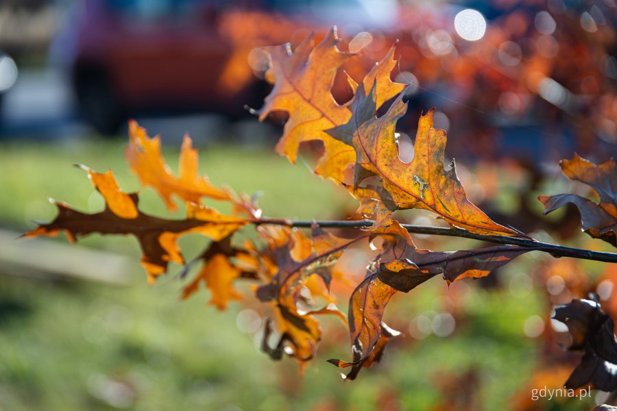 Nasadzenia nowych drzew przy ul. Wielkopolskiej i ul. Chwaszczyńskiej (fot. Kamil Złoch)