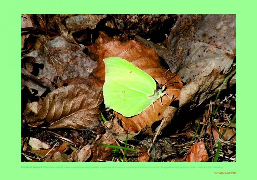 Zielony motyl ma tle brązowych liści.