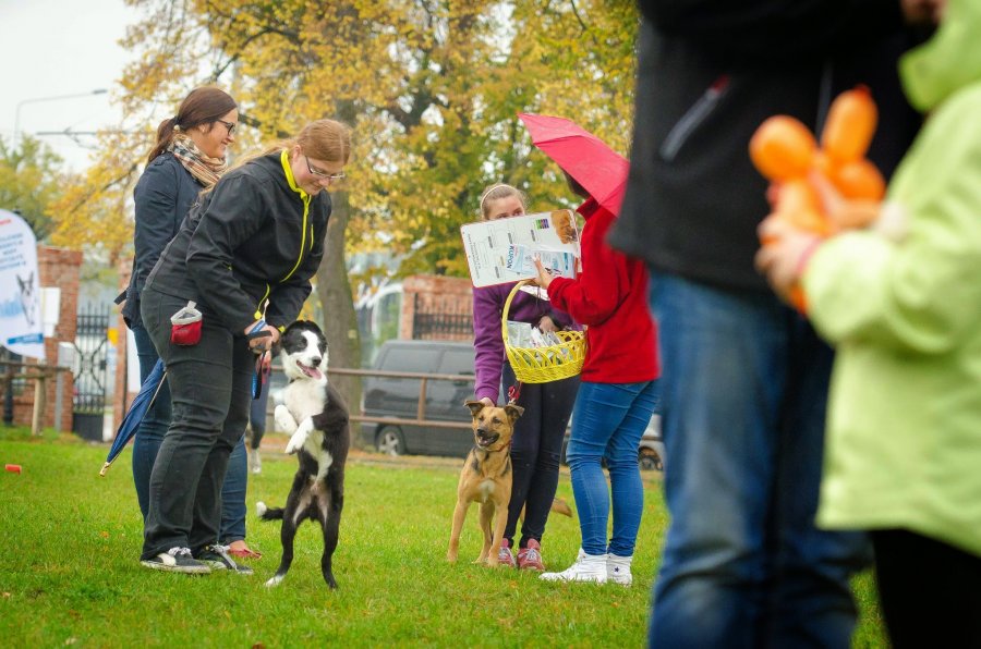 Psie Fikołki 11.10.2014