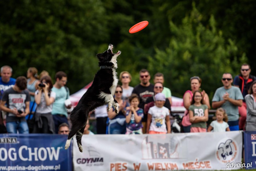 Zawody Latających Psów 2017 - Park Kolibki, Gdynia // fot.Dawid Linkowski