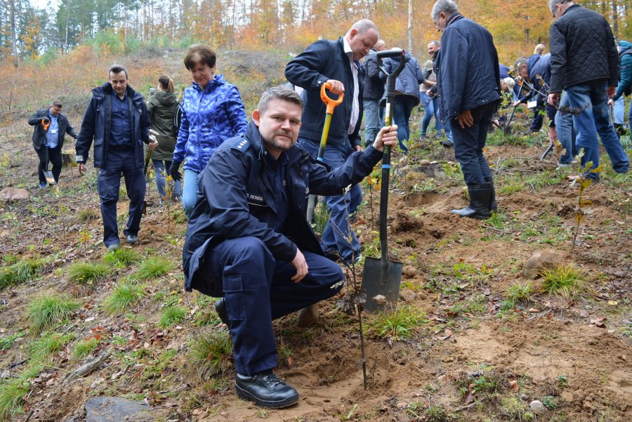 W Marszewie posadzono 100 dębów na 100-lecie Policji  // fot. KMP w Gdyni