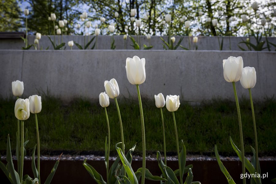 Tulipany w ogrodzie sensorycznym Parku Centralnego. Fot. Przemysław Kozłowski