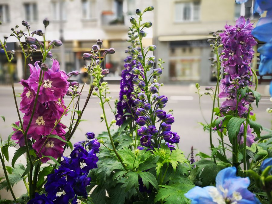 Kolorowe łódeczki przy ul. Świętojańskiej pełne kwiatów // fot. Karolina Szypelt