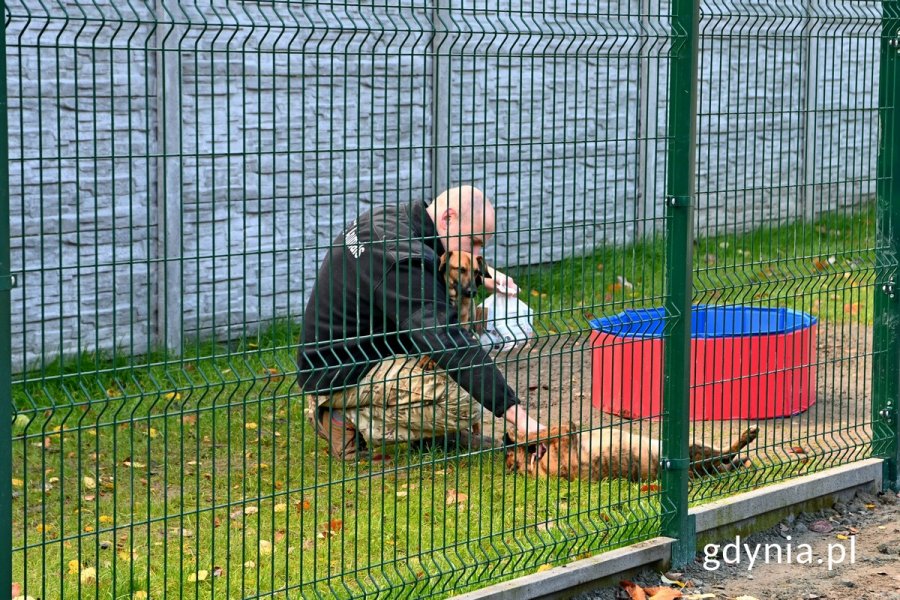 Psiaki z opiekunem na nowym wybiegu zewnętrznym
