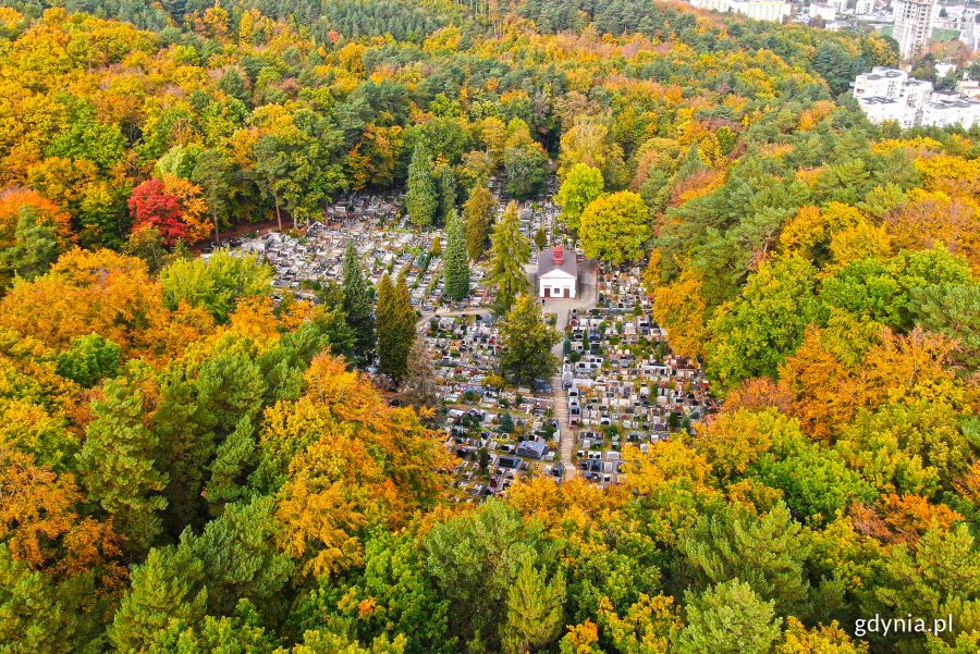 Widok z lotu ptaka na jeden z gdyńskich cmentarzy, który otaczają drzewa i krzewy w jesiennej szacie // fot. Michał Puszczewicz