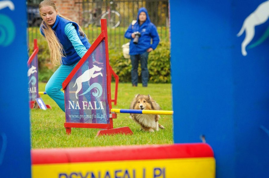 Psie Fikołki 11.10.2014