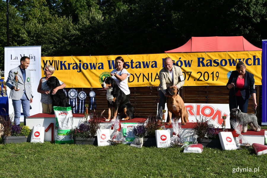 XXIV Krajowa Wystawa Psów Rasowych, fot. Michał Puszczewicz