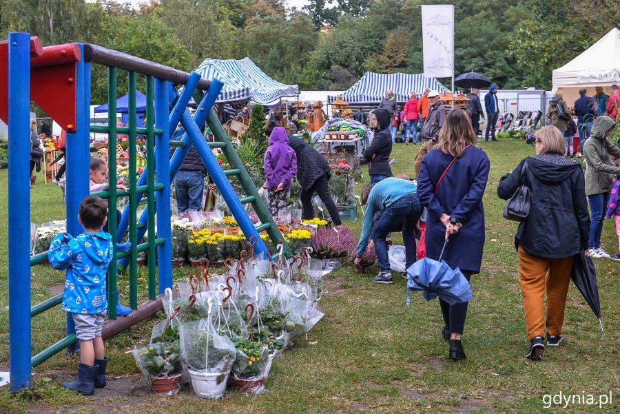 Piknik i targi „Dary Ziemi” w Gdyni // fot. Przemek Świderski