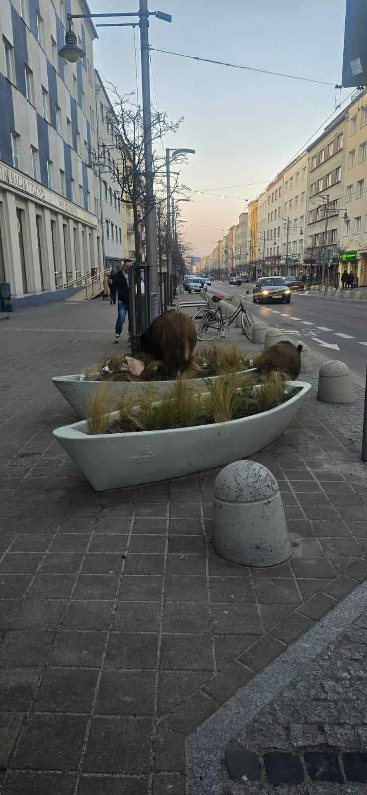 Dziki w kwietnikach na ul. Świętojańskiej (fot. mat. pras. UM Gdyni)