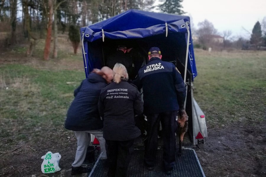 Ratowanie kóz z działki w Wiczlinie. fot. Straż Miejska w Gdyni