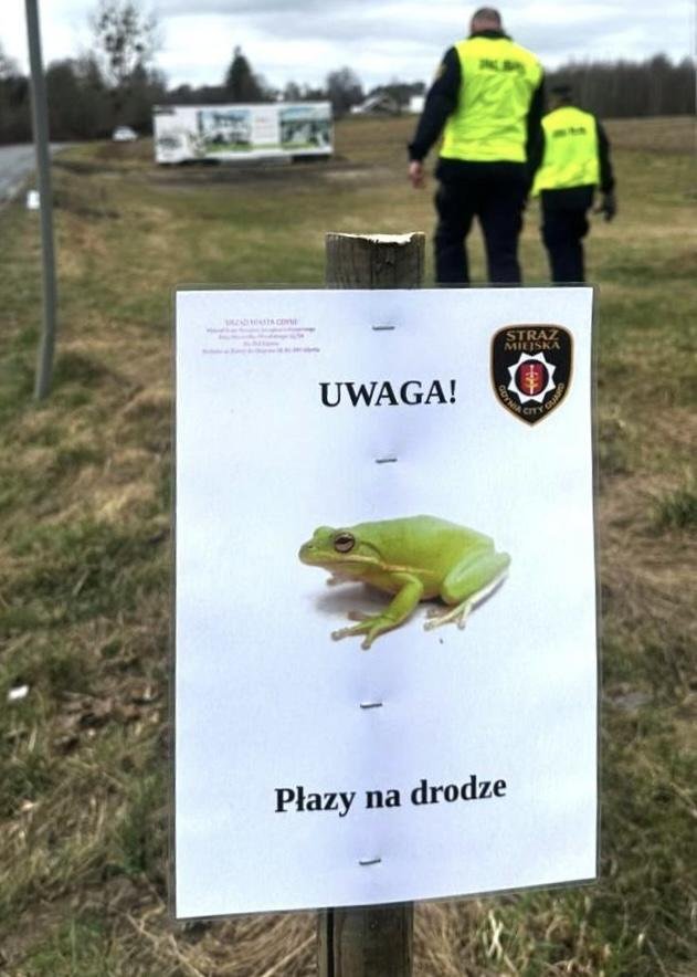 Migracje płaz&oacute;w już się rozpoczęły