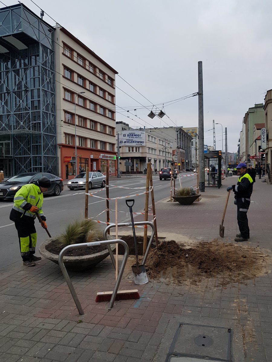 Prace przy sadzeniu nowych drzew