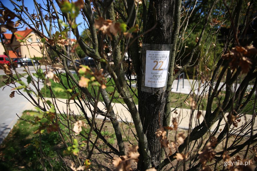 Zdjęcie przedstawia jedno z przesadzonych drzew, na którym jest informacja z jego imieniem i numerem. Drzewo stoi w otoczeniu domów w Wielkim Kacku. Fot. Przemysław Kozłowski
