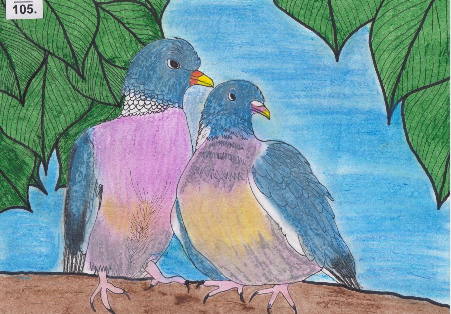 Praca konkursowa przedstawiająca parę gołębi grzywaczy.