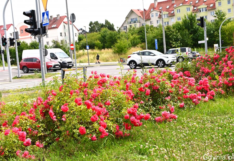 Widok na dzielnicę, na pierwszym planie róże