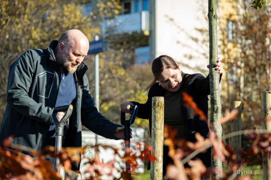 Nasadzenia nowych drzew przy ul. Wielkopolskiej i ul. Chwaszczyńskiej. Na zdjęciu prezydent Gdyni Aleksandra Kosiorek, obok Tadeusz Schenk, miejski ogrodnik (fot. Kamil Złoch)