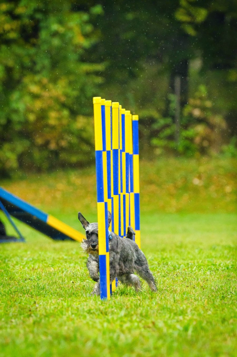 Psie Fikołki 11.10.2014