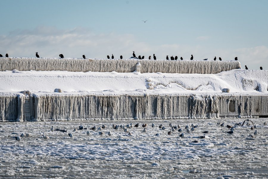 Falochron pokryty lodem, na którym siedzi stado ptaków i zamarznięta woda, po której również chodzą ptaki,, fot. Karo Lina