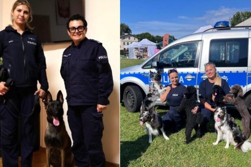 Na zdjęciu po lewej: Zimi pozuje do zdjęcia razem z szefową Komendy Miejskiej Policji w Gdyni mł. insp. Beatą Nienadowską oraz swoją przewodniczką mł. asp. Adrianną Lipiszko. Po prawej: policjantki na co dzień zajmujące się profilaktyką społeczną na Pikniku Psów Adoptowanych w „Ciapkowie” (fot. KMP Gdynia)