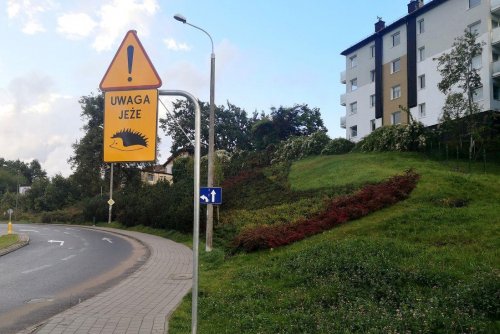 Pierwsze znaki zwracające uwagę na jeże pojawiły się już na gdyńskich drogach (fot. Karolina Szypelt)