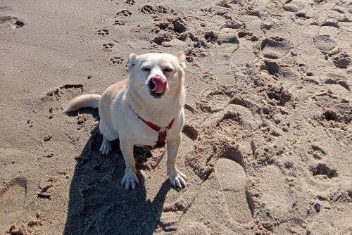 Z psem na plaży w Gdyni // Wera Weronika z naszej grupy na FB 
