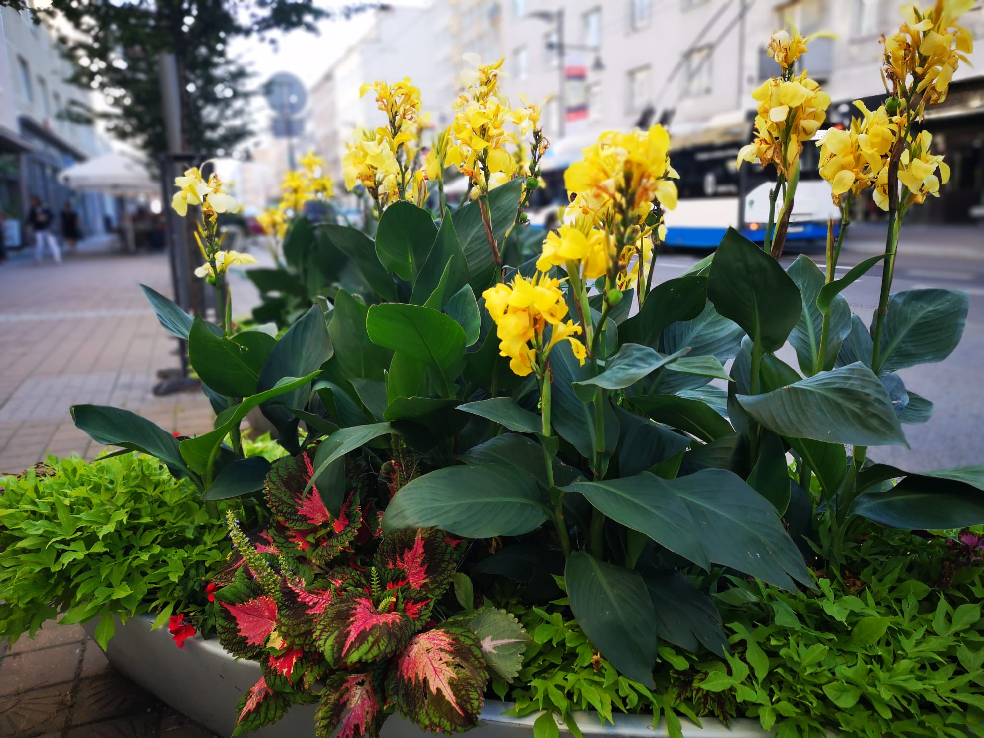 Jeden z paciorecznik&oacute;w, kt&oacute;re w tym sezonie zdobiły ulicę Świętojańską, fot. Karolina Szypelt